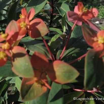 Euphorbia griffithii 'Fireglow'