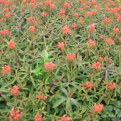 Euphorbia griffithii 'Fireglow'