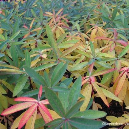 Euphorbia griffithii 'Fireglow'