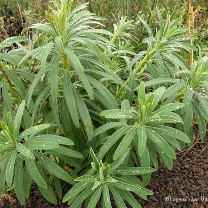 Euphorbia martinii