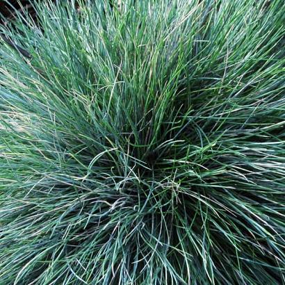 Festuca glauca 'Elijah Blue'