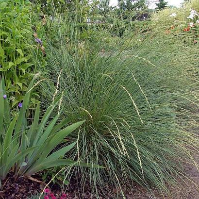 Festuca mairei