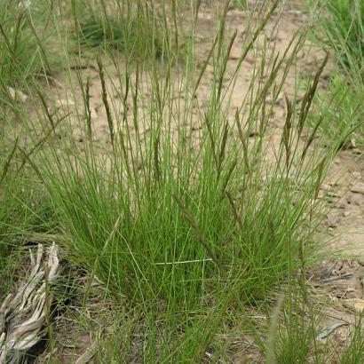 Festuca ovina