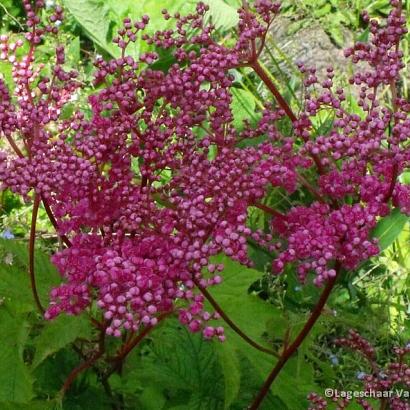 Filipendula purpurea