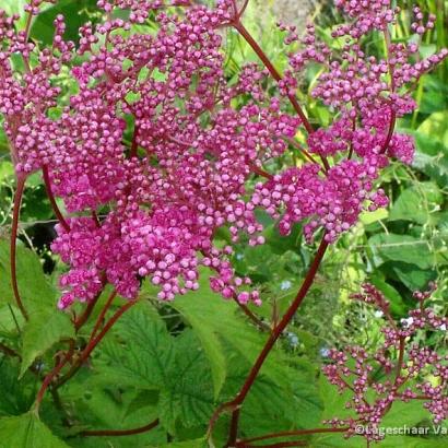 Filipendula purpurea