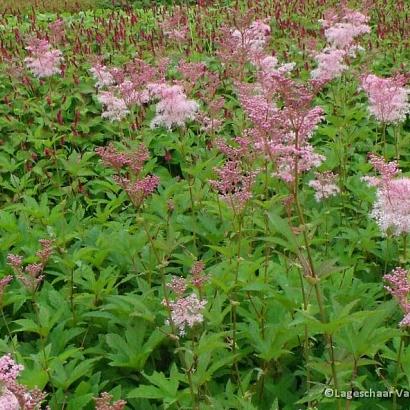 Filipendula rubra 'Venusta'