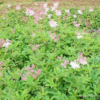 Filipendula rubra 'Venusta'