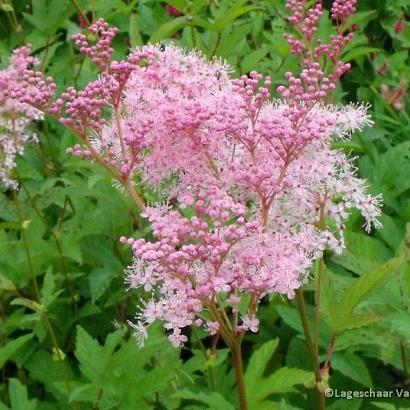 Filipendula rubra 'Venusta'