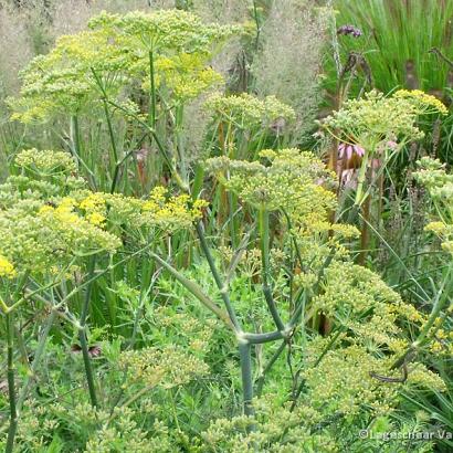 Foeniculum vulgare 'Giant Bronze'