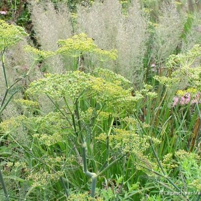 Foeniculum vulgare 'Giant Bronze'