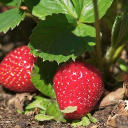 Fragaria a. 'Ostara'