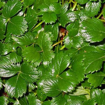 Fragaria chiloensis 'Chaval'