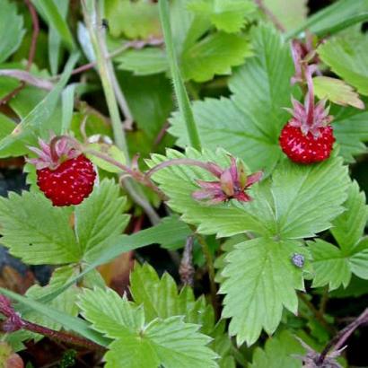 Fragaria vesca