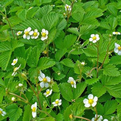 Fragaria vesca