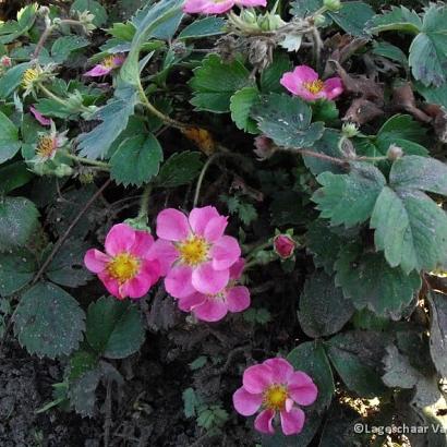 Fragaria 'Frel'