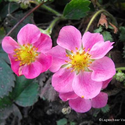 Fragaria 'Frel'