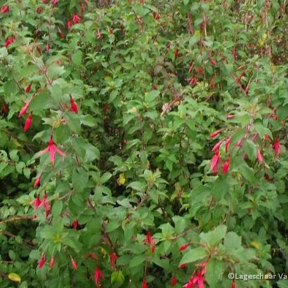 Fuchsia magell. gracilis