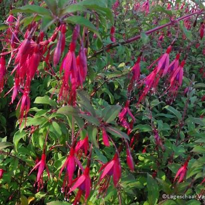 Fuchsia magell. gracilis