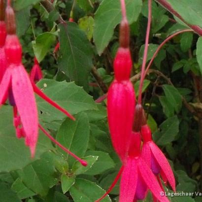 Fuchsia magell. gracilis