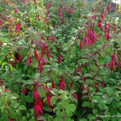 Fuchsia magell. gracilis