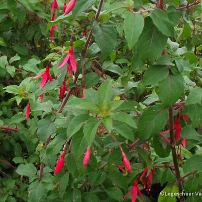 Fuchsia magell. gracilis