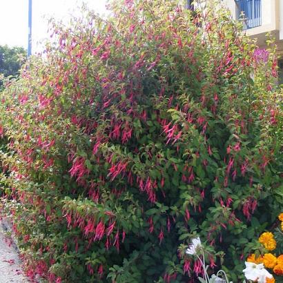 Fuchsia 'Riccartonii'