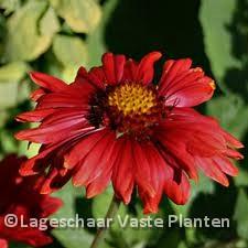 Gaillardia 'Burgunder'