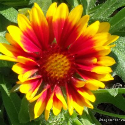 Gaillardia 'Kobold'