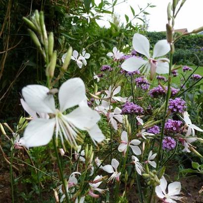 Gaura lindheimeri