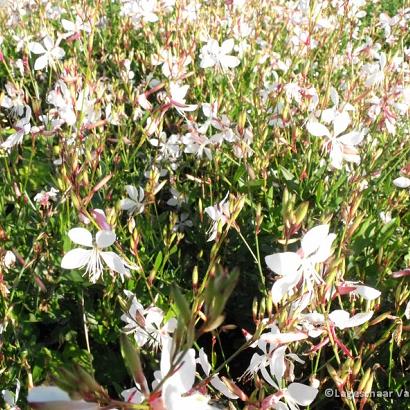 Gaura lindh. 'Short Form'