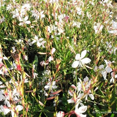 Gaura lindh. 'Short Form'