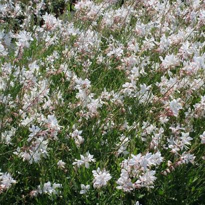 Gaura lindh. 'Short Form'