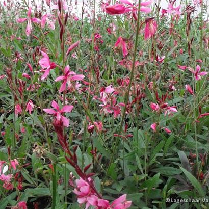 Gaura lindh. 'Siskiyou Pink'