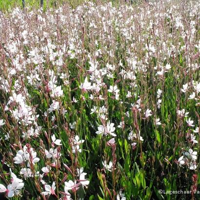 Gaura lindh. 'Whirling Butterflies'