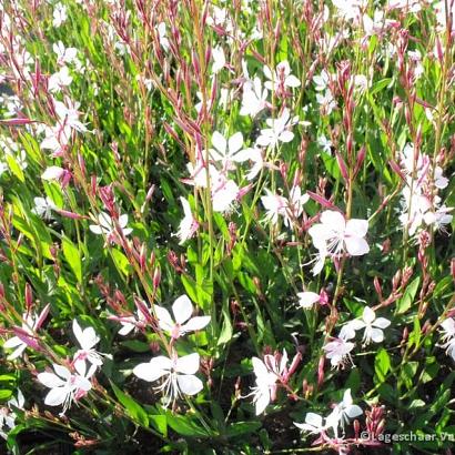 Gaura lindh. 'Whirling Butterflies'