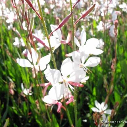 Gaura lindh. 'Whirling Butterflies'