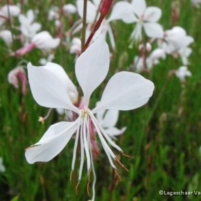 Gaura lindh. 'Whirling Butterflies'