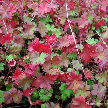 Geranium cantabrig. 'Karmina'