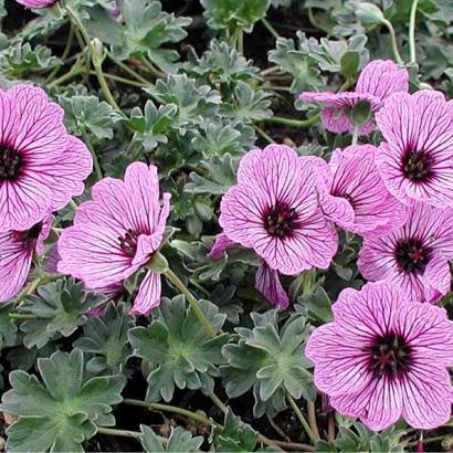 Geranium cin. 'Ballerina'