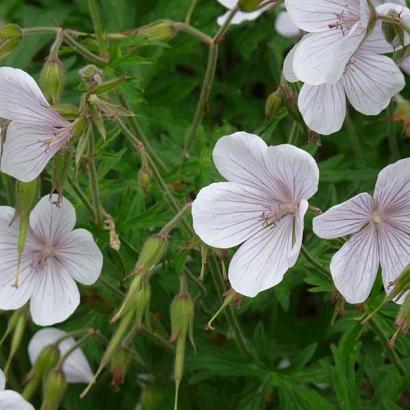 Geranium clarkei 'Kashmir White'