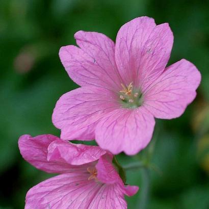 Geranium endressii