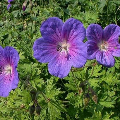 Geranium himalayense