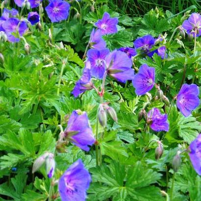 Geranium himalayense 'Gravetye'