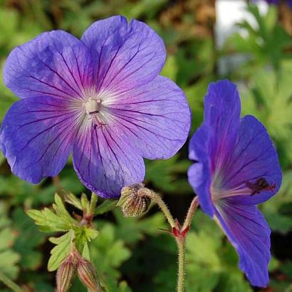 Geranium himalayense 'Gravetye'