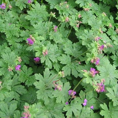 Geranium macrorrhizum