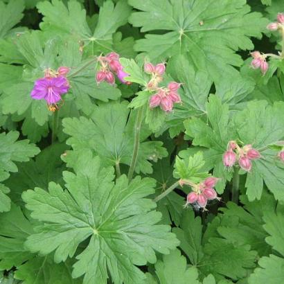 Geranium macrorrhizum