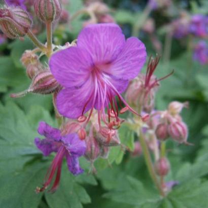 Geranium macrorrhizum