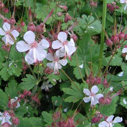 Geranium macr. 'Spessart'