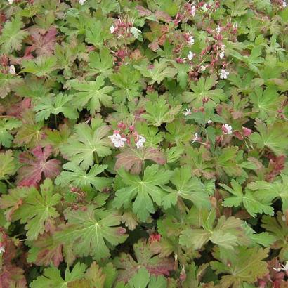 Geranium macr. 'Spessart'