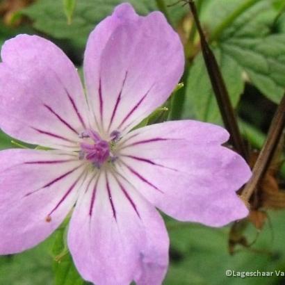 Geranium nodosum